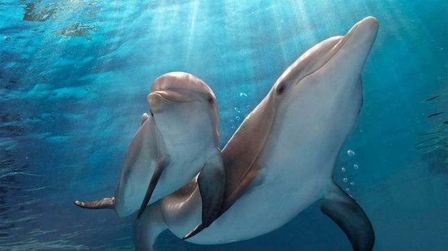 Banner for Dolphin Tale Collection